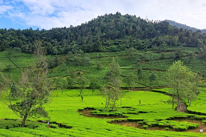 Full-Day Adventure: Tea Plantation & the Mystical Dieng Plateau - Sikidang Crater: Steam Vents and Hot Spring Energy