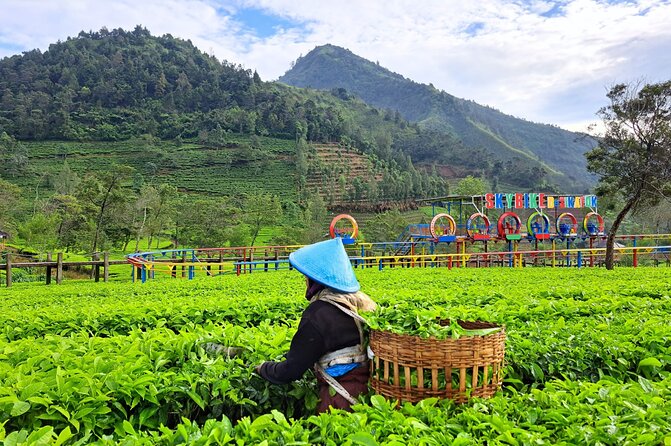 Full-Day Adventure: Tea Plantation & the Mystical Dieng Plateau - Arjuna Temple: Hindu Stone Carvings in Thin-Air Surroundings