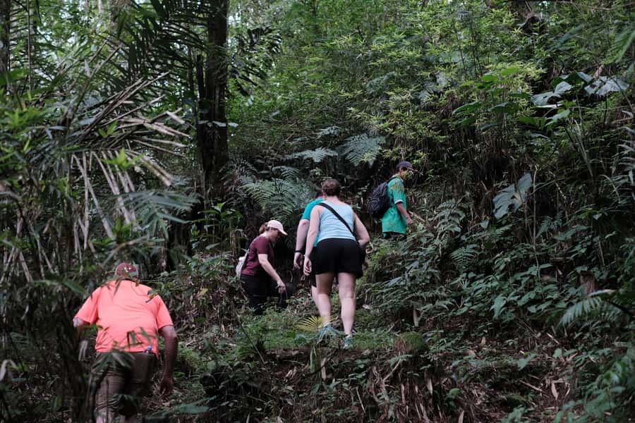 Mt. Merapi Majesty: Soft Trek and Botanic Village Tour - Botanical Garden Time and Forest Walks: Plants as the Main Character