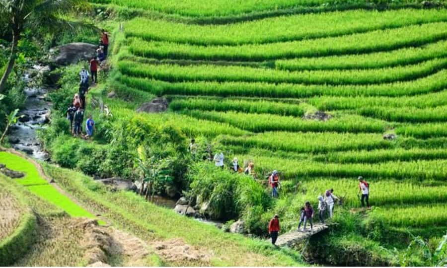 Yogyakarta Rice Terraces Hike and Kedungkayang Waterfall - What the hike is really like: rugged paths, sun, and practical comfort