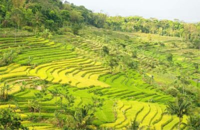 Yogyakarta: Selogriyo Temple Tour & Java Rice Terrace Trek - The uphill approach: walking into the hilltop countryside